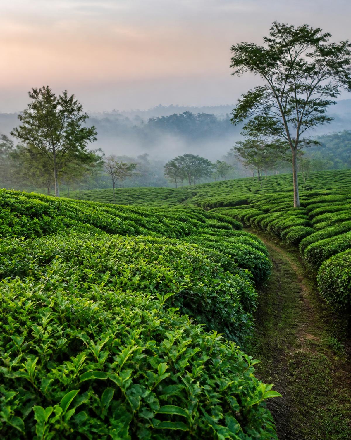 Lush green Assam tea gardens with morning mist and a winding path