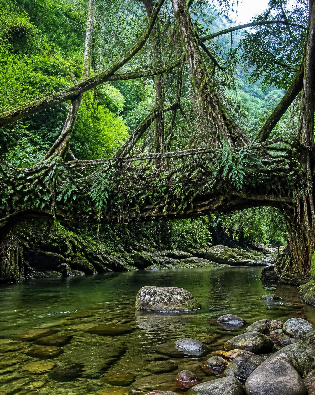 A living root bridge covered in moss over a clear forest stream in Meghalaya